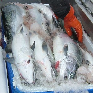 king-salmon-bag-limits